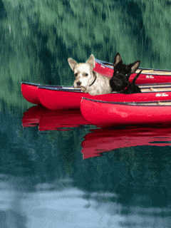 Animal Screensavers 0075